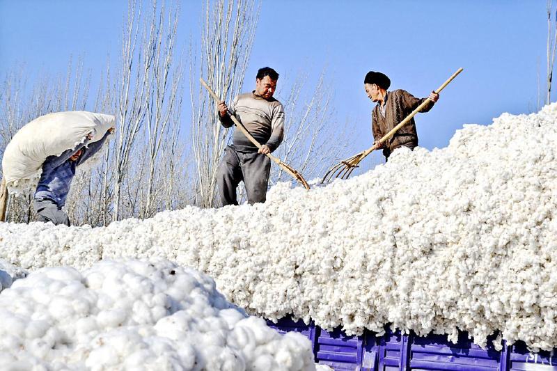 “棉改”一年，新疆棉花产业迎转型0.jpg