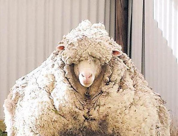 流浪羊5年没剪毛 毛重40斤能织35件针织衫0.jpg