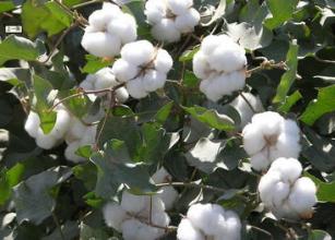 北半球棉花集中供应季来临　国内棉价或先扬后抑0.jpg