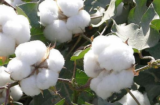 纺织企业正处于季节性淡季 采购皮棉保持“随用随买”0.jpg