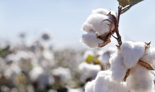 棉花上涨的动力并不充足 部分纺企、贸易商提前入市0.jpg
